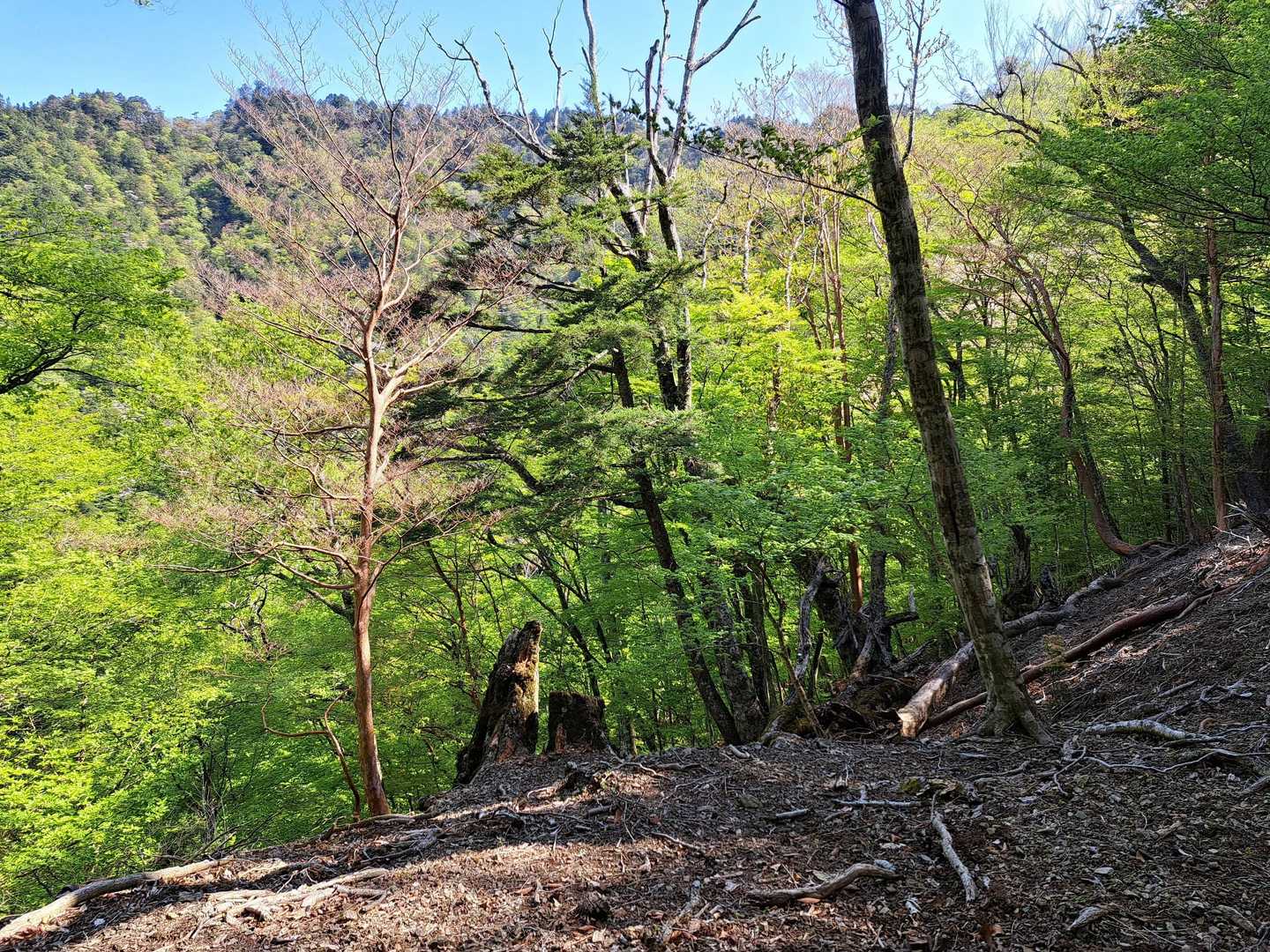 馬ノ鞍峰 往復コースの写真