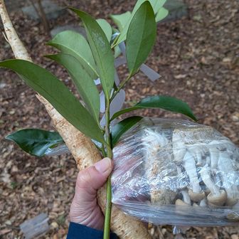 お供え物の
ごぼうとしめじ、榊をいただきました。
白菜が一玉余ってて重いのでみなさん敬遠してて、私がいただいてしまいました😅
今夜は鍋にしよう😆
ここに来てらっしゃる方はみなさん常連の方々やたまたま通りかかった方など。
全部で１５人ほどかな。
竈門神社の方々とそして参列した方々と談笑しとても楽しい時間を過ごすことができました。
また来年参列したいです。
本当にありがとうございます😊