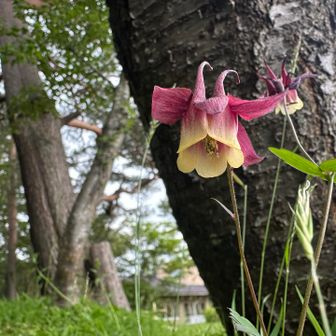 オダマキ🌺