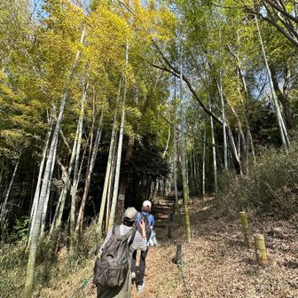 竹林のお山でした🎋