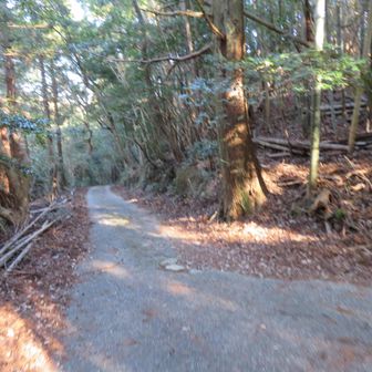 林道に出ました。