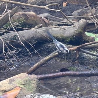 常連さんが水場を整備すると
たちまち水を求めて鳥がやって来ました♪♪