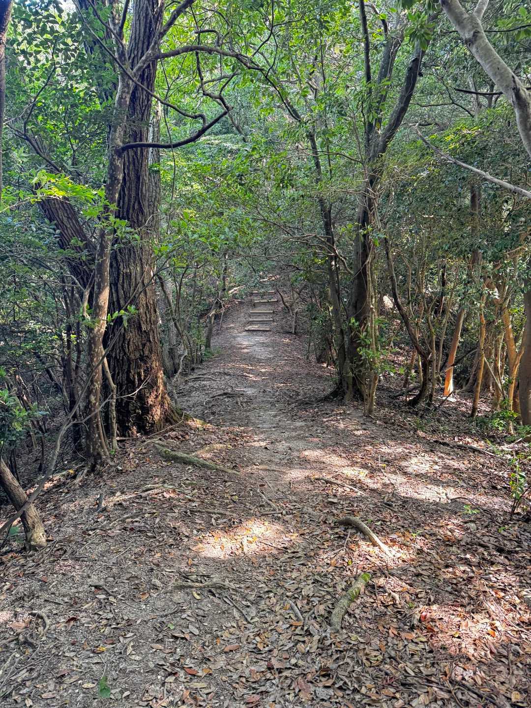 尾根道は緩やかで歩きやすい
最初登りの山は後が楽だなぁ😆✨