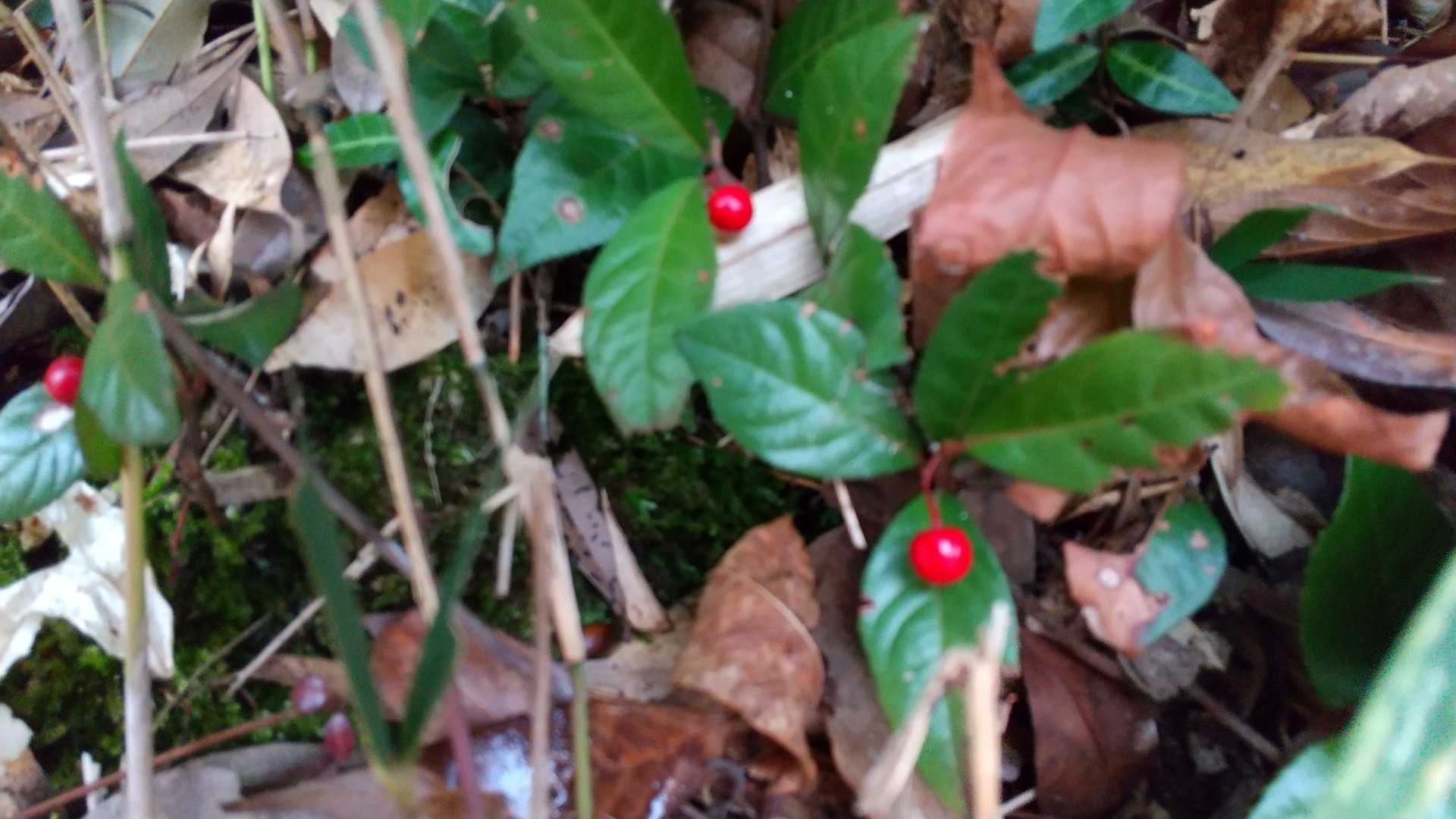 龍王山 往復コースの写真