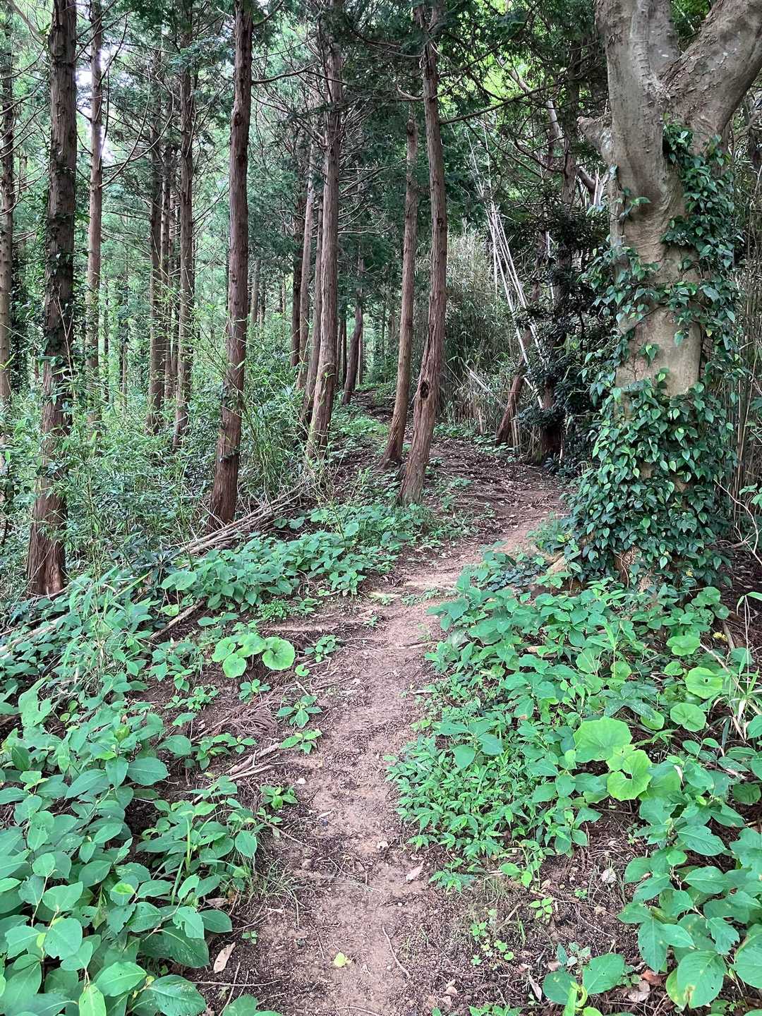 登り続けます。
