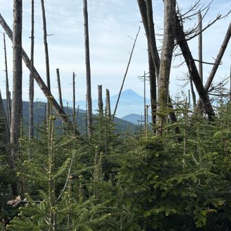 朝日峠過ぎて、立ち枯れの間からの富士山