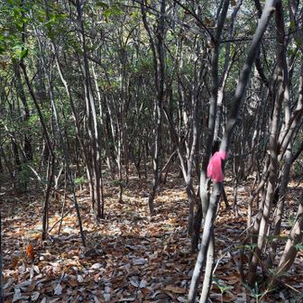 来た道は急登だったので違うルートへ
ピンテに従い下りてみます🎀