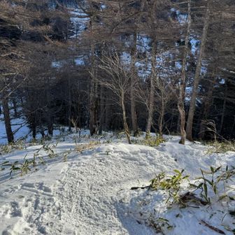 踏み固められてて歩きやすい