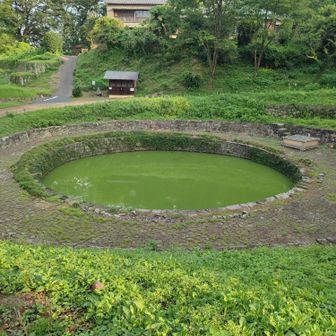日の池
みごとな「ずんだ色」笑