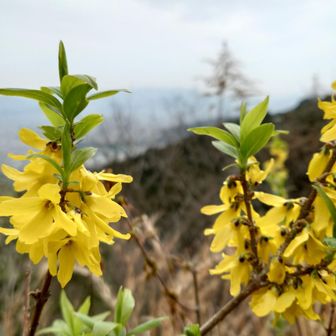 キレイな黄色🟡レンギョウですって😄