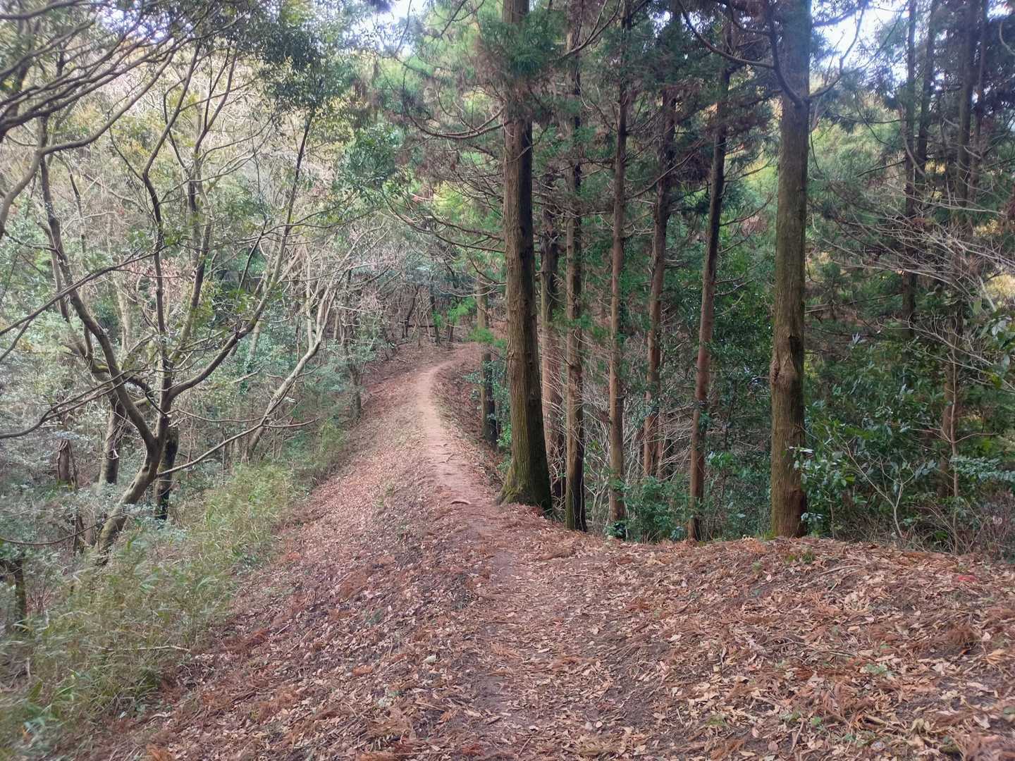 尾根道で、歩きやすい🎵