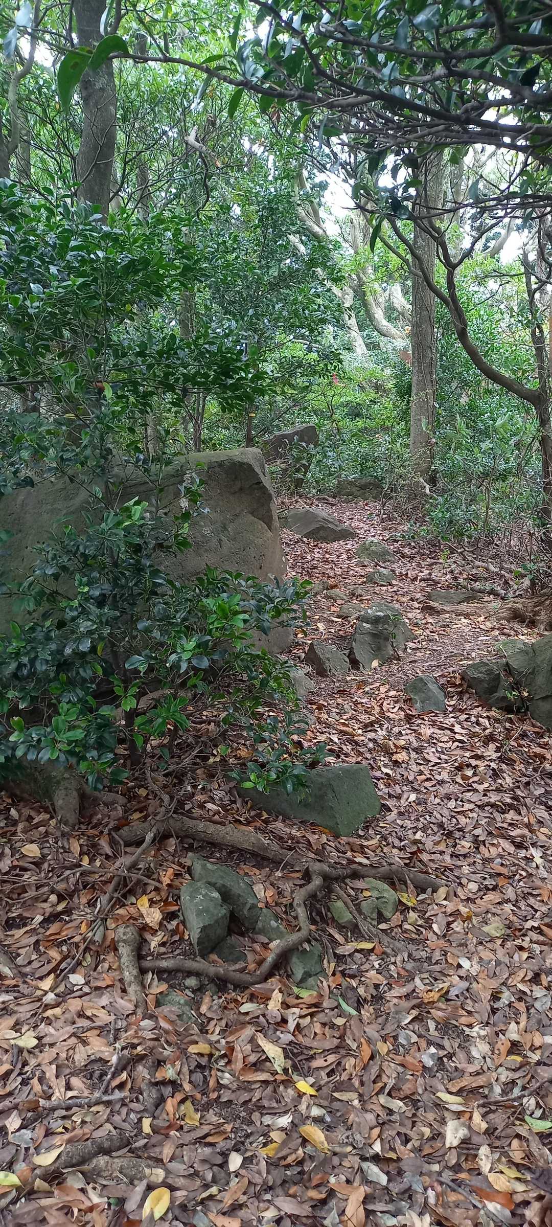 不動山-千燈岳 周回コースの写真