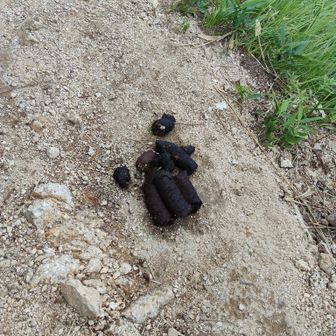 今まで見た熊糞で一番デカイ💩ヒグマ級⁉️🐻