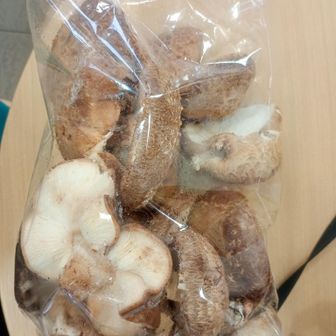 伊豆のしいたけゲット！