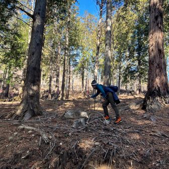なんと、2年前に桜を🌸植えたそうで、探してます。