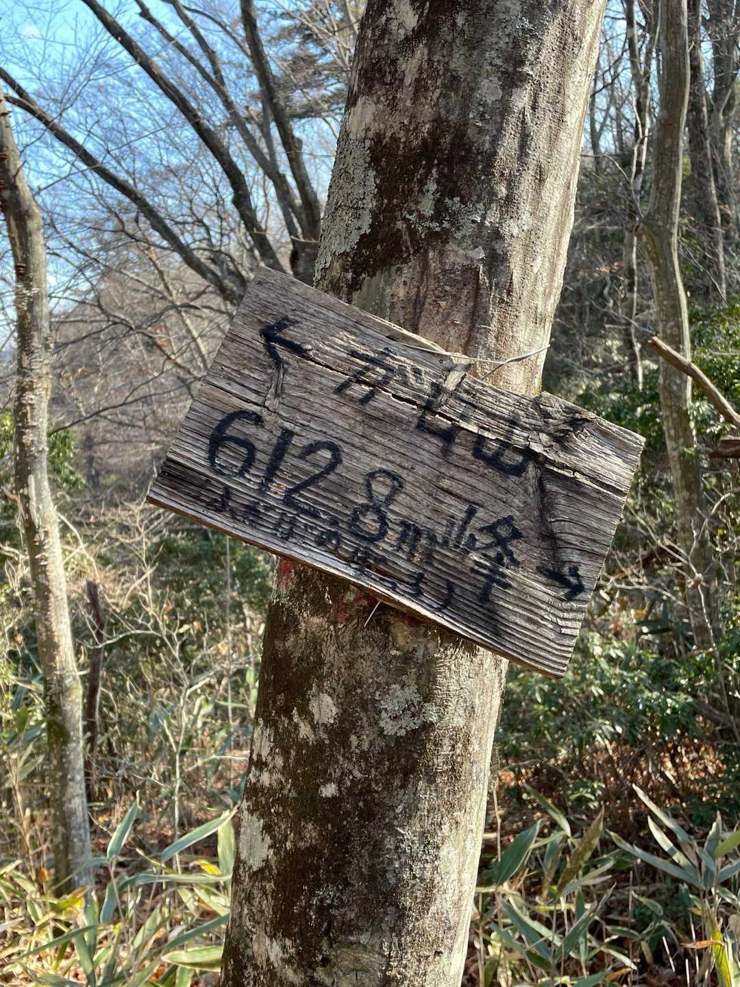 ゲート-ガロ山-観音ブナ-ブナの巨木 周回コースの写真
