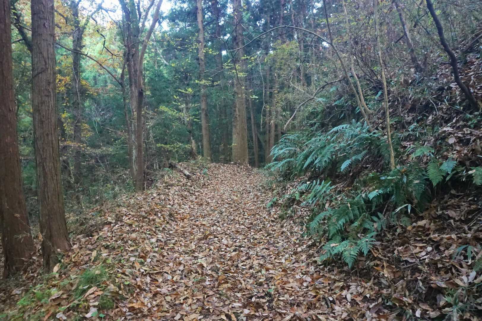ほぼ林道だけど舗装路よりは良いな