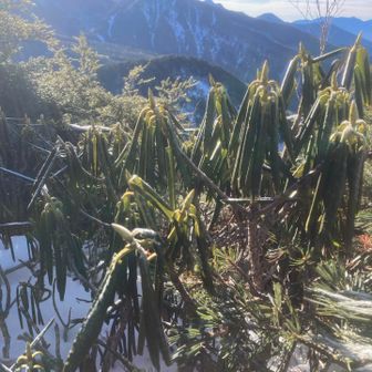 しゃくなけの葉は落葉しないことを初めて知りました。