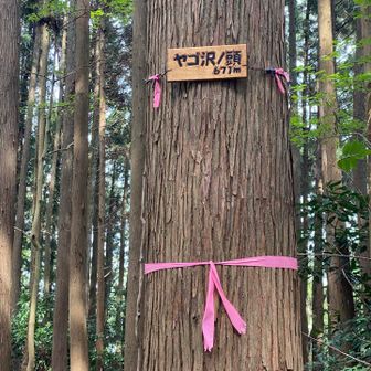 ヤゴ沢ノ頭発見✨
登山道から少し外れた所にあった🤭