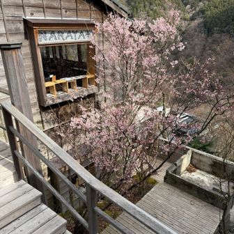 らなやん　　桜が綺麗🌸