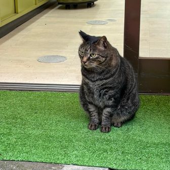 御岳山商店街の猫ちゃん🐈‍⬛