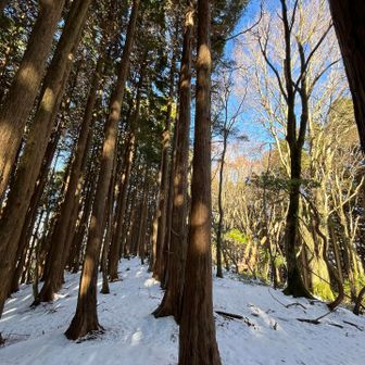 眺望の良い東峰目指して少し進むも、雪と激下りにM美リタイヤ😅
サクラグチで待ってると1人引き返す
等高線の割にえらい下るなぁ〜…とYAMAP見たら、思い切り間違えてた😱
ピンテに騙されたーー💦