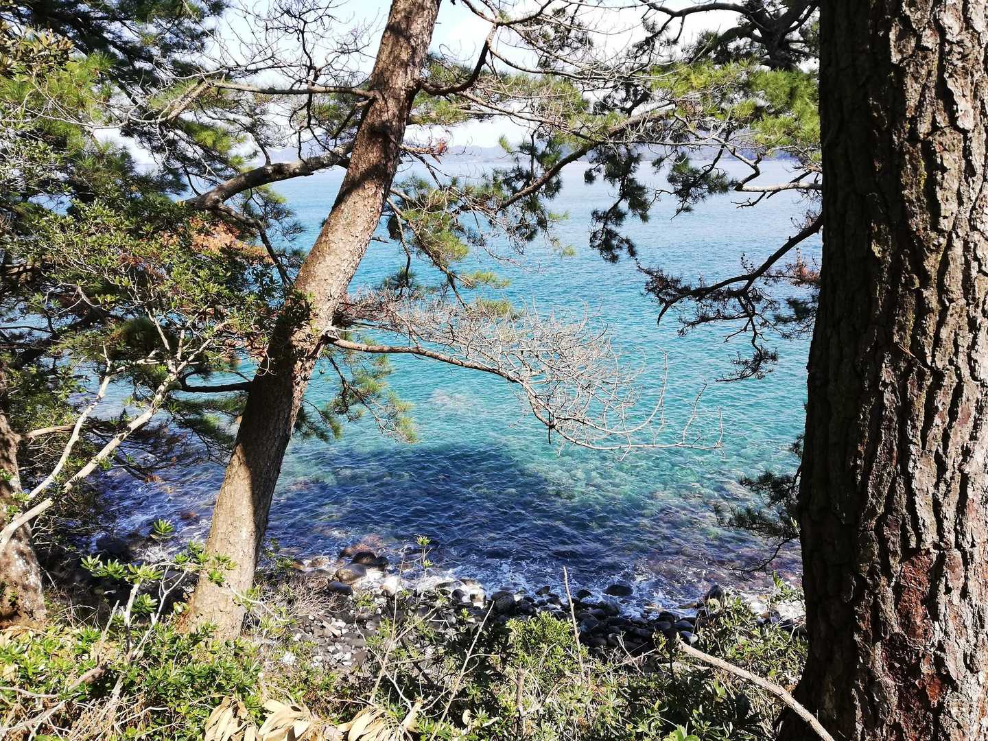 松と海②　美しい…