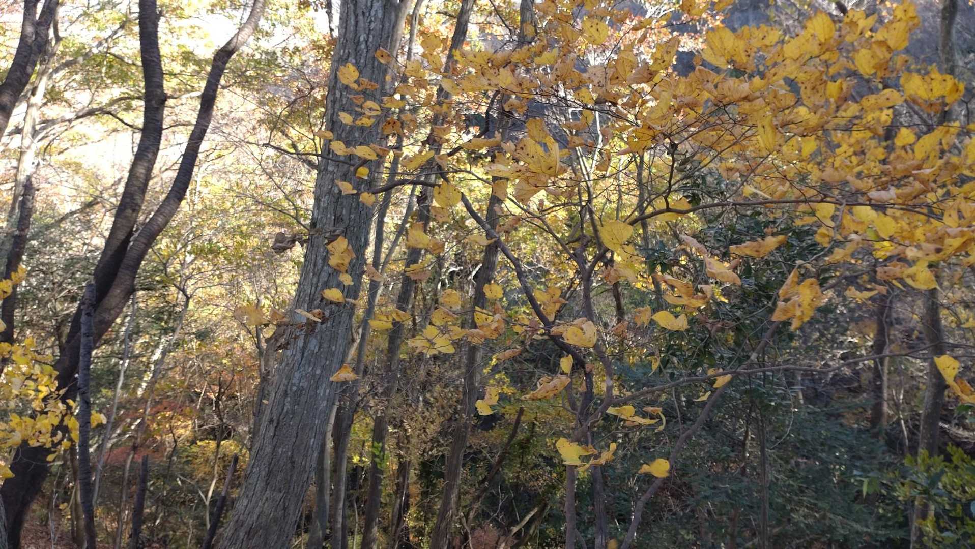 この辺りは黄色に色づいていました