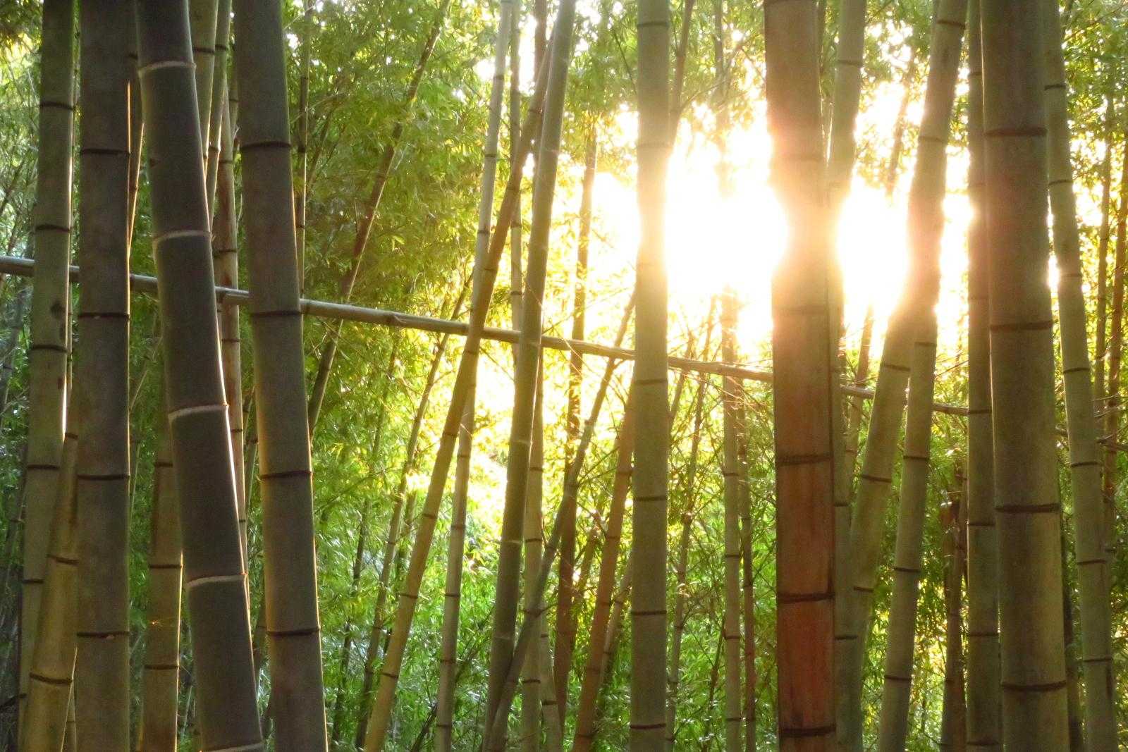 夕映えの竹林