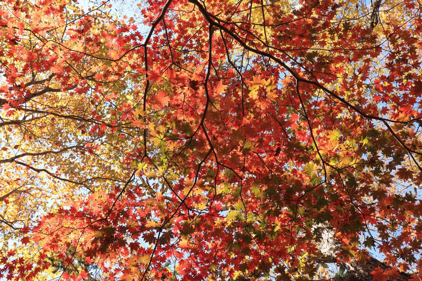 カラフルな紅葉美しい！
