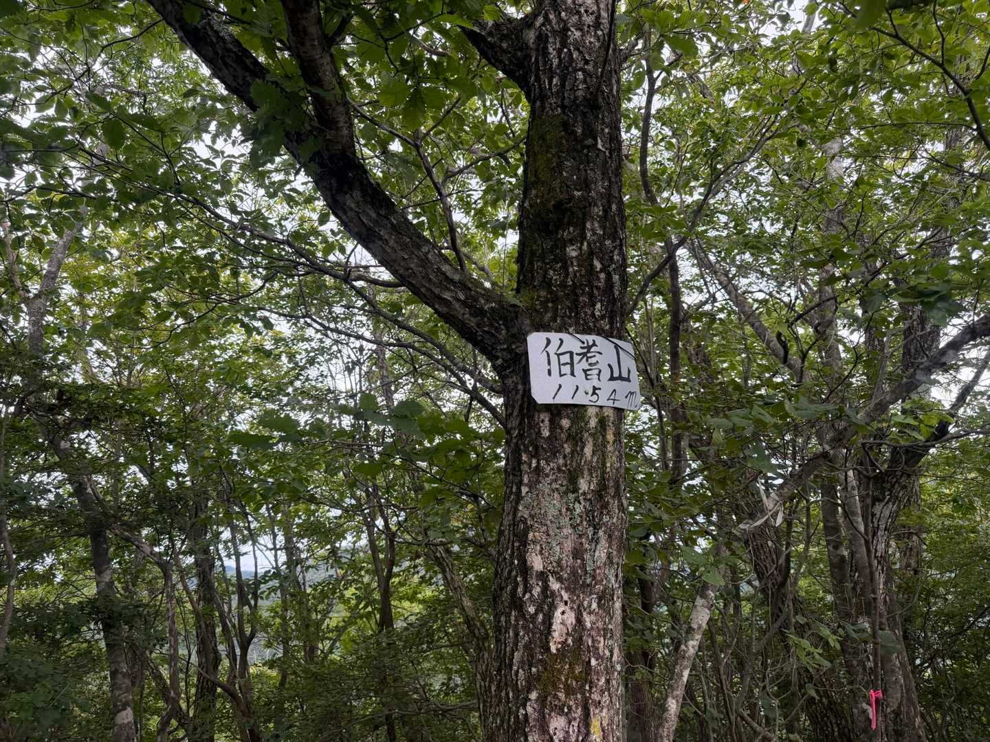スケナイトン山頂標の『ほうきやま』