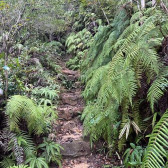 シダ植物の中を登る