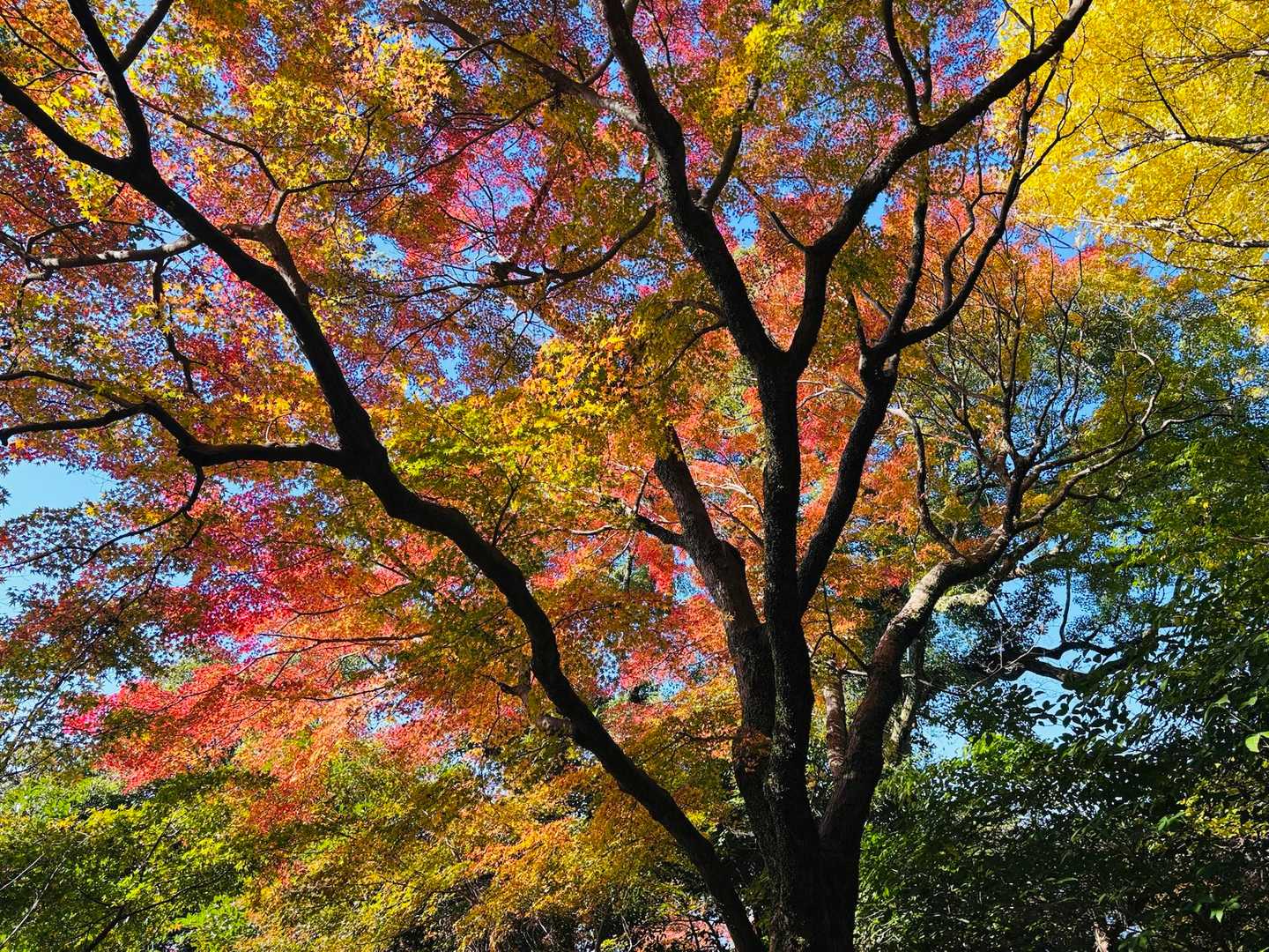紅葉🍁が綺麗でした