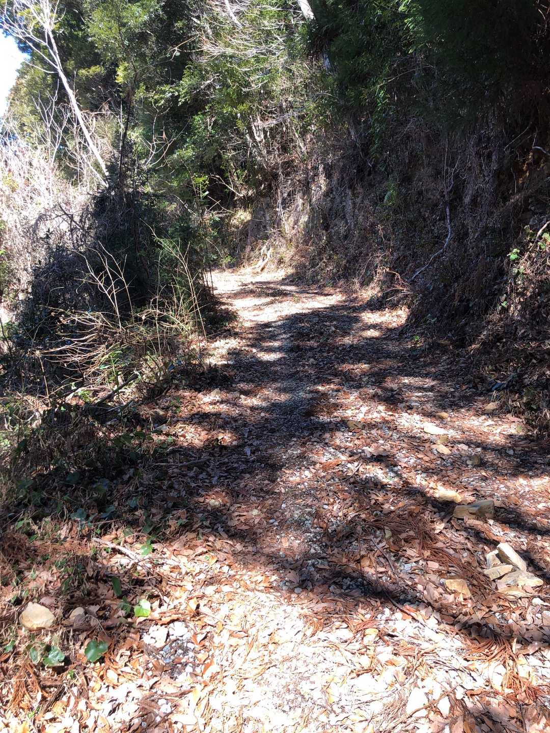 舗装道路と林道の登山道みたいです⛰