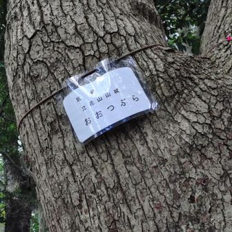 大つぶら。鷲尾大権現からここへはなかなか登り応えのある急登