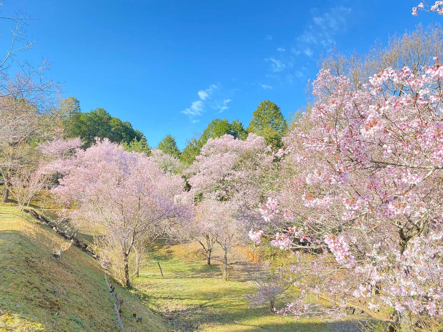 さくらの木いっぱい🌸
