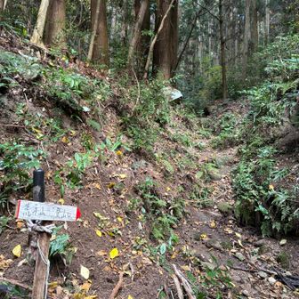 林道はすぐ終わり、山道に