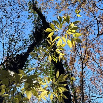 葉っぱが透けて綺麗✨