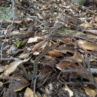 久しぶりに会いました、猛毒ヤマカガシ🐍
数年前、ヤマカガシを他の蛇と勘違いして手掴みしたことがありますが、今回ちゃんと認識、手を出さず😅
https://yamap.com/activities/18075428