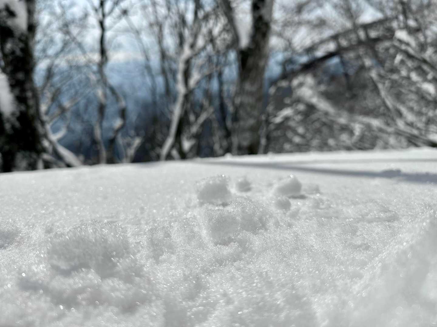 キラキラ‪(  ᵒ̴̷͈ωᵒ̴̶̷͈ )✨️‬