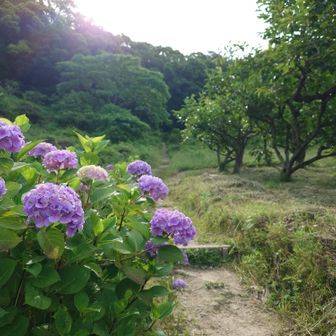 ここからSTART




感動したときー

住宅街にある登山口から一歩入ったら、
わずか3分ですっかり深い山の中にワープしたときー

いや、さっきまで自動販売機とか車が走っとった場所やったって話

ここでは日常のすぐ隣に、こんなに見晴らしのいい、特等席が隠れているー❗️
ええなあー❗️
