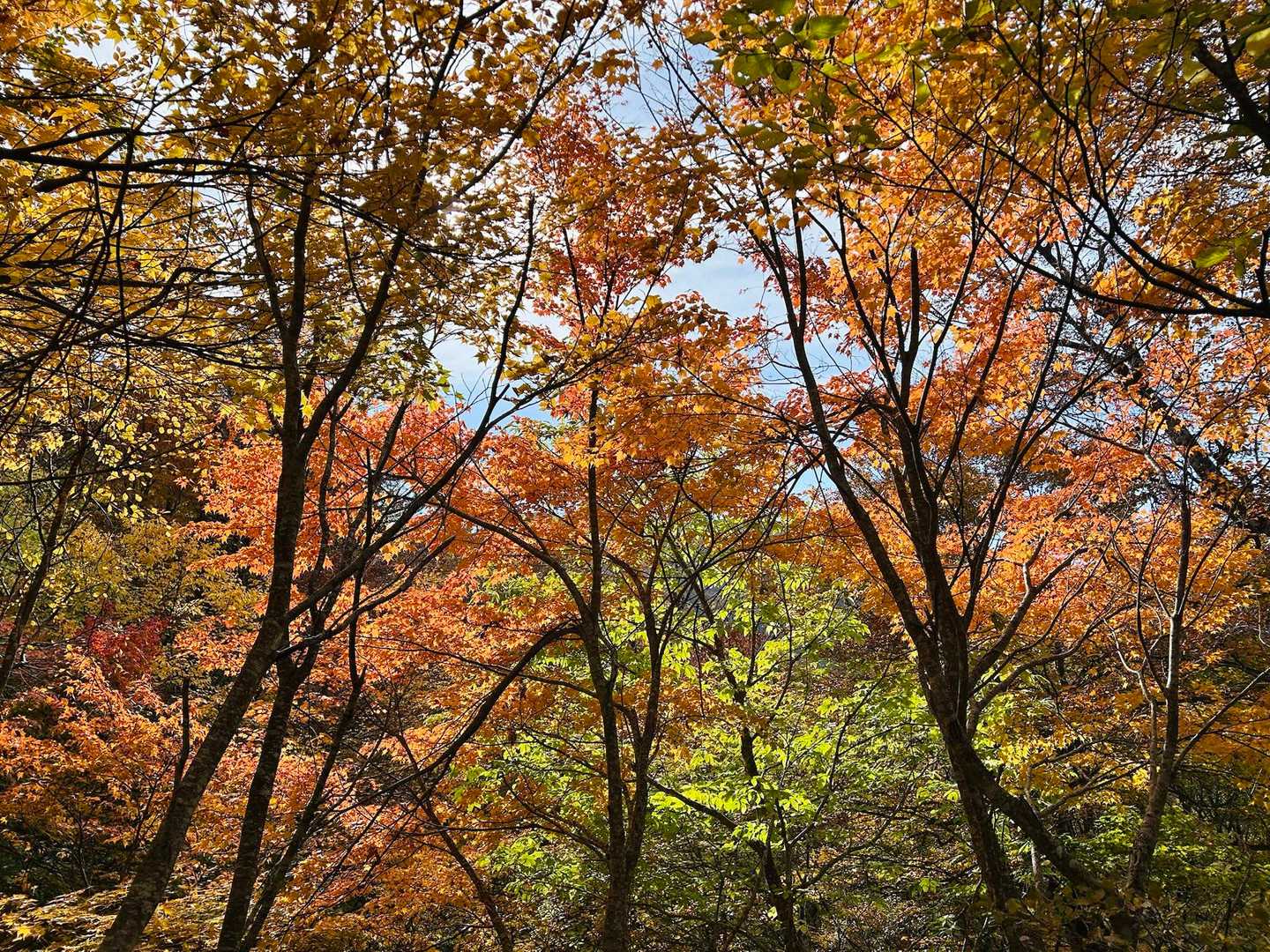 荒島岳勝原登山口-深谷ノ頭-シャクナゲ平-荒島岳-小荒島岳 往復コースの写真