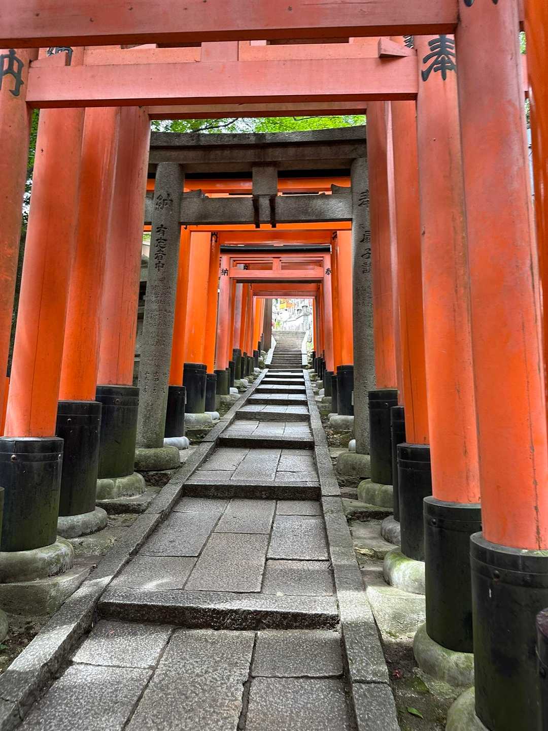 圧巻の千本鳥居を歩く、伏見稲荷山歩の写真