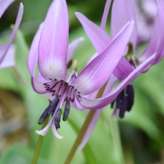 《 足羽神社 》

『カタクリ』
トシは、この為だけに持参したマクロレンズに交換して接写!!!!
(t)