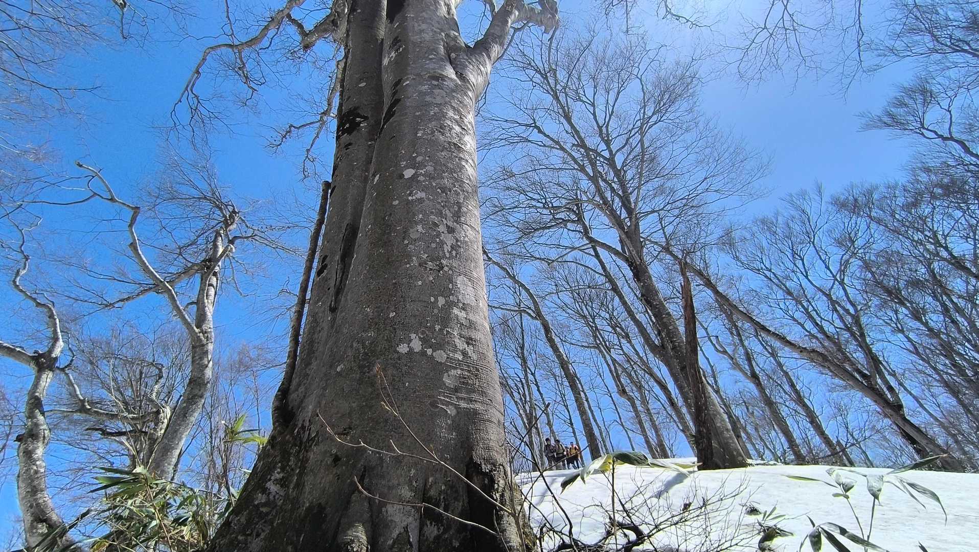 根開きの中に入って見ました   深いもので２ｍ以上もあります   