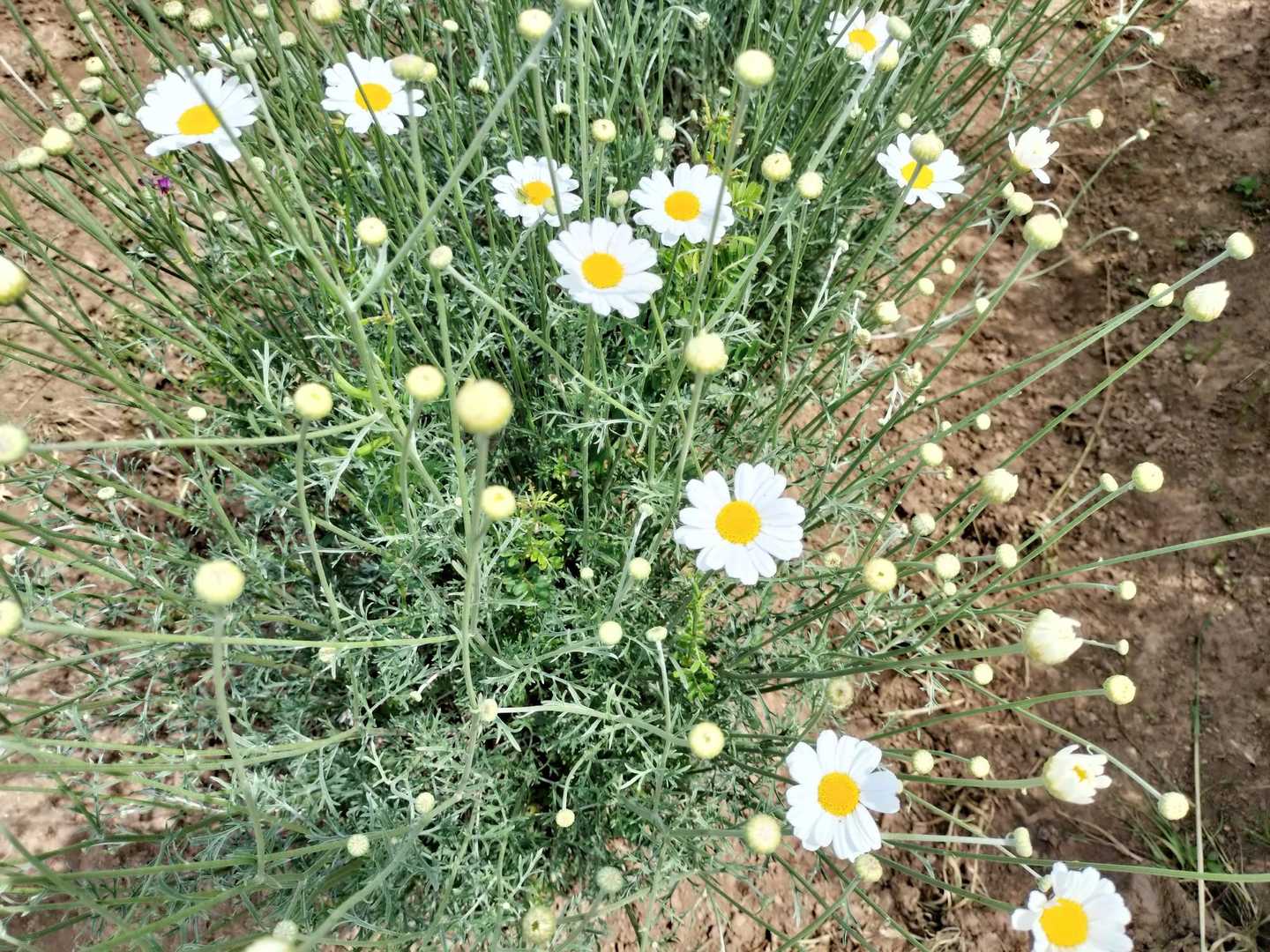横尾の辻-天空の花畑 周回コースの写真