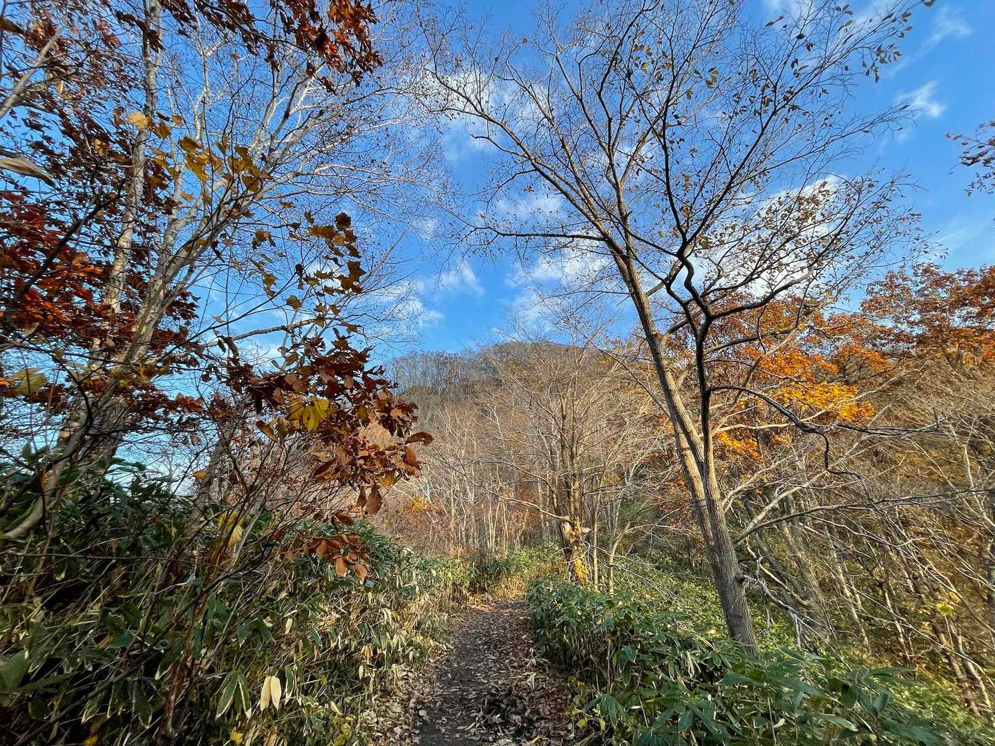 馬の背、この辺まで来ると木々の葉っぱが落ちて森の中の視界がだいぶ効くようになってきました
