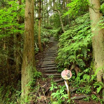 Cコースの登山道を降りてきました