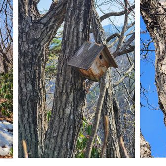 僅かな残雪もあったが、怪しげな糞も落ちていた。新しいのと古いのがあるから決めた場所に排泄する動物のようだ。
家に帰ってから糞の写真と同じものを探したらどうもハクビシンかも？ハクビシンは低山にも生息するとの事。
サルノコシカケのまっ黒なのを初めて見たけど相当年季が入ってるのかな？
