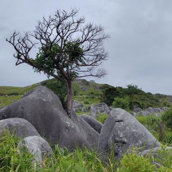 頑張ってる